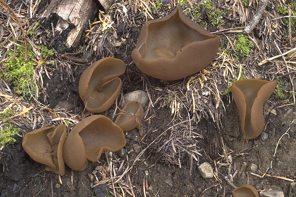 Peziza sylvestris